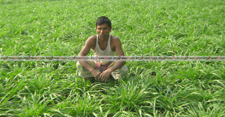 Joypurhat-Ghash-Chash