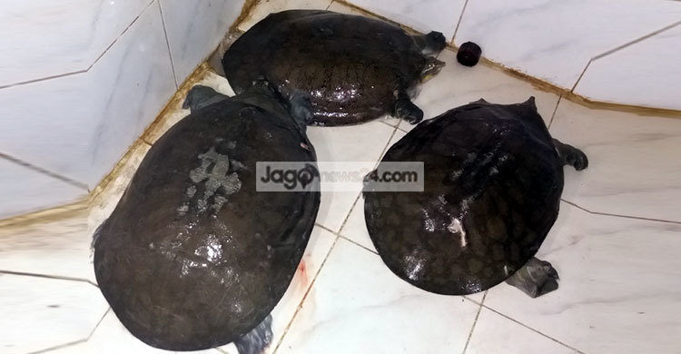 ২০ মণ কচ্ছপ উদ্ধারের পর পদ্মায় অবমুক্তকরণ