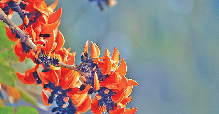 Pahela Falgun Tuesday