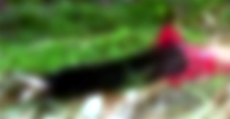 ভুট্টাক্ষেতে কান্নার শব্দ, পড়ে আছে রক্তাক্ত স্কুলছাত্রী