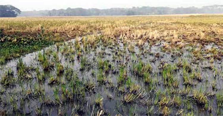 লক্ষ্মীপুরে অর্ধশতাধিক একর জমির সয়াবিন পচনের আশঙ্কা