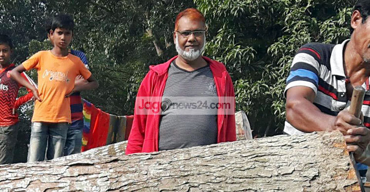 সরকারি গাছ কেটে ফেসবুকে স্ট্যাটাস দিলেন ইউপি চেয়ারম্যান