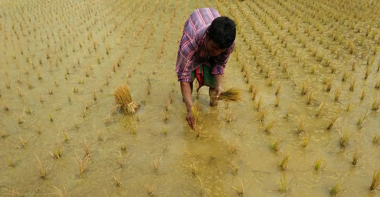 মরে যাচ্ছে রোপণ করা ধান, বিপাকে কৃষক