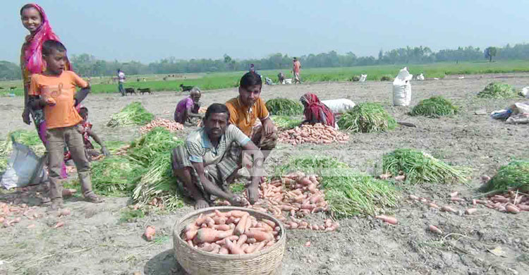 গাজর চাষে আগ্রহ বেড়েছে নওগাঁয়