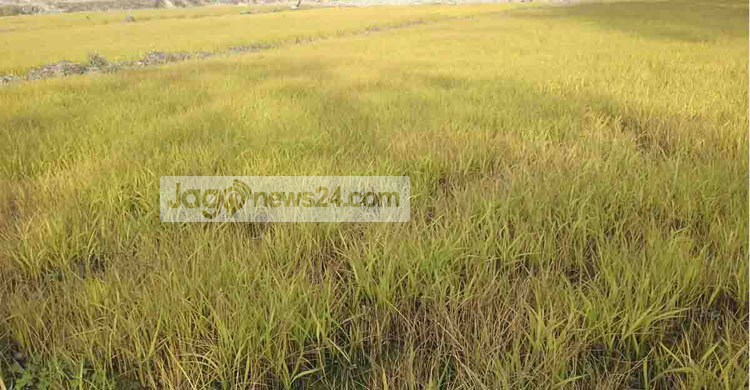 নওগাঁয় নষ্ট হচ্ছে বোরো বীজতলা