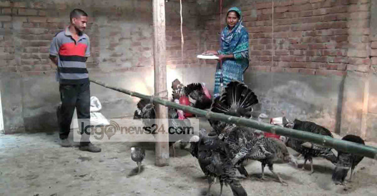 তার্কি মুরগিতে ভাগ্য পরিবর্ততের স্বপ্ন