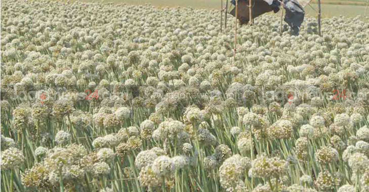 মাঠজুড়ে পেঁয়াজ, লক্ষ্যমাত্রা ছাড়াল উৎপাদন