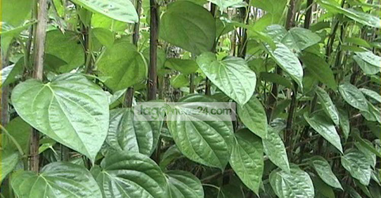 মৌলভীবাজারে পানের বাজারে আগুন