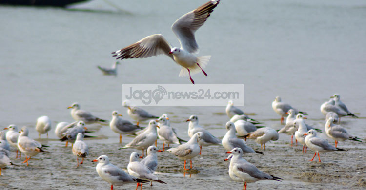 অতিথি পাখির মেলা