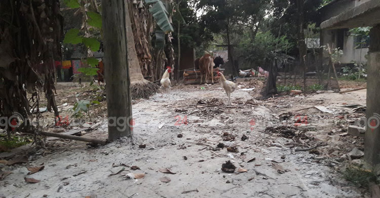 ইউনিয়ন পরিষদের রাস্তা এখন গবাদি পশুর দখলে