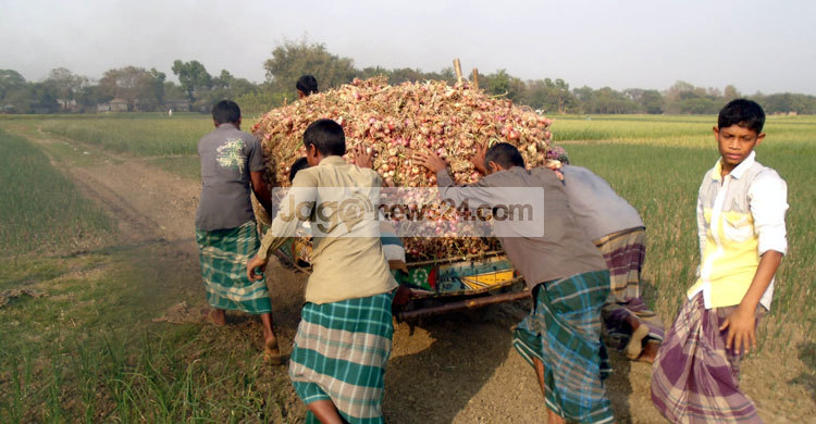 রাজবাড়ীতে লক্ষ্যমাত্রা ছাড়িয়েছে পেঁয়াজ চাষ