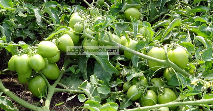 টমেটো চাষে কৃষকের মুখে হাসি