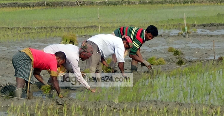 রাজবাড়ীতে বেড়েছে বোরো আবাদ