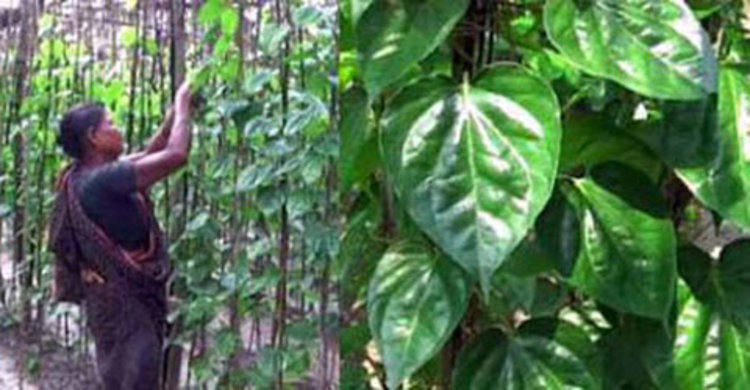 সাতক্ষীরায় পান চাষে লাভবান চাষিরা