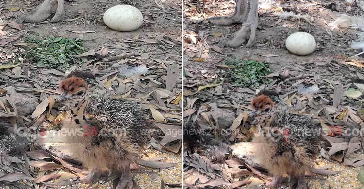 সাফারি পার্কে উটপাখির নতুন তিন ছানা