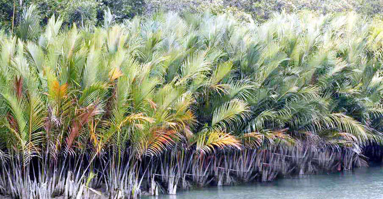 সুন্দরবনে ‘বন্দুকযুদ্ধে’ বনদস্যু নিহত