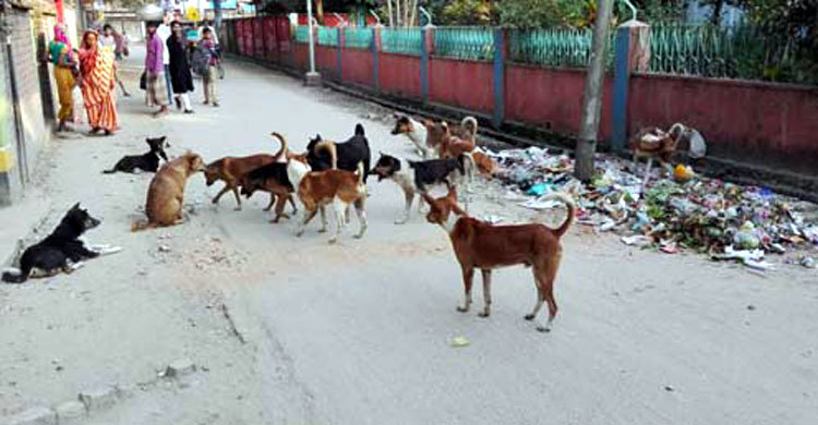 কুকুর আতঙ্কে নগরবাসী