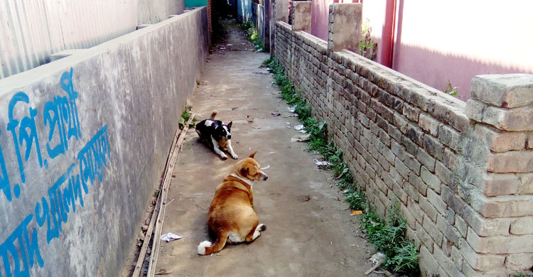 Tangail-dog