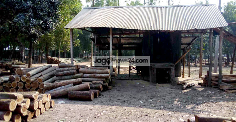 বনের ভেতর অবাধে চলছে ১৮০ করাতকল