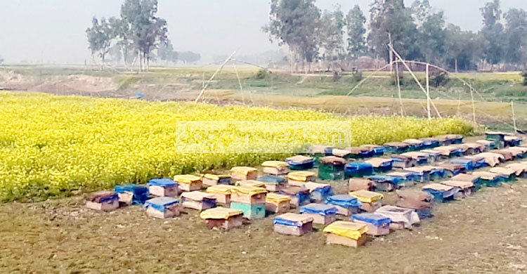 ওই ফুল ফোটে বনে যাই মধু আহরণে