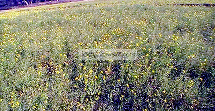 টাঙ্গাইলে সরিষা চাষে ব্যাপক ক্ষতি