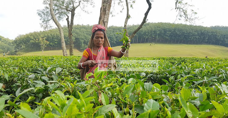 আধুনিক ক্রীতদাস চা শ্রমিকরা