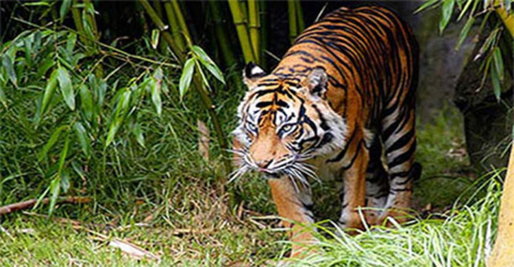 ডুলাহাজারা সাফারি পার্কে বাঘ আতঙ্ক