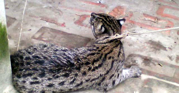 মেরে ফেলা হলো মেছো বাঘটিকে