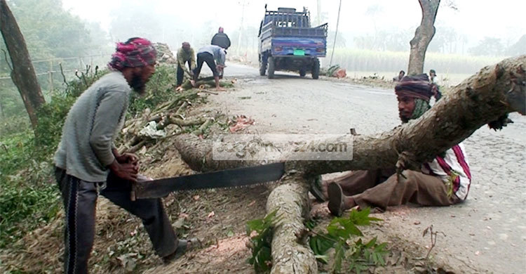 সড়ক উন্নয়নের বলি ৪ হাজার গাছ