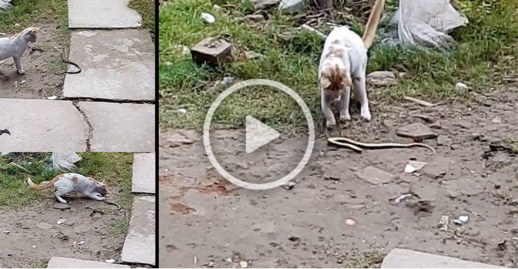 অবশেষে হার মানলো সাপটি