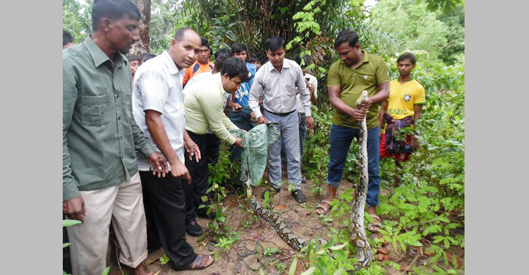 নেচার পার্কে ছেড়ে দেয়া হলো সেই অজগরটি