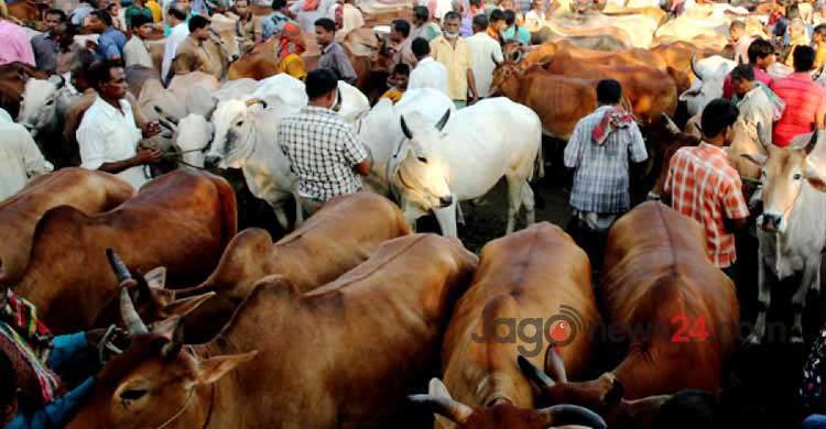Tight security to be beefed up in Dhaka’s cattle markets