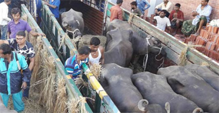 বেনাপোল দিয়ে আরও ১০০ মহিষ আমদানি