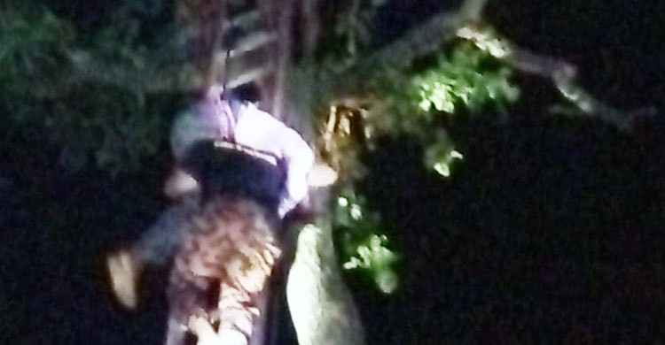 ‘পরীর আছরে’ শ্বশুরবাড়িতে গিয়ে গাছের মাথায় জামাই!