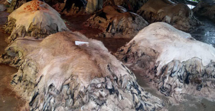 চামড়া ঠেকাতে ১৭ স্পটে বিজিবি