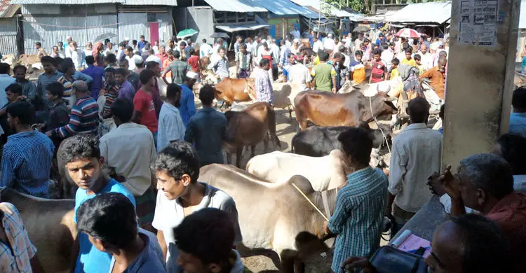 ঝালকাঠিতে দাম চড়া হলেও দেশি গরুর চাহিদা বেশি