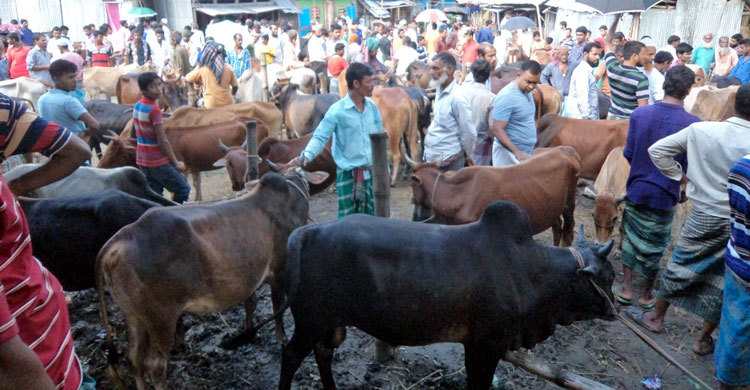 চা-রুটি খেয়ে ১৩ গরু ব্যবসায়ী অজ্ঞান