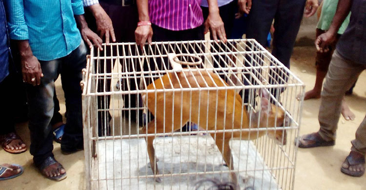 শ্রীমঙ্গলে মায়া হরিণ উদ্ধার