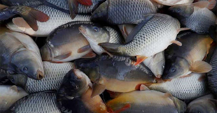 কার্প জাতীয় মাছের মিশ্র চাষ