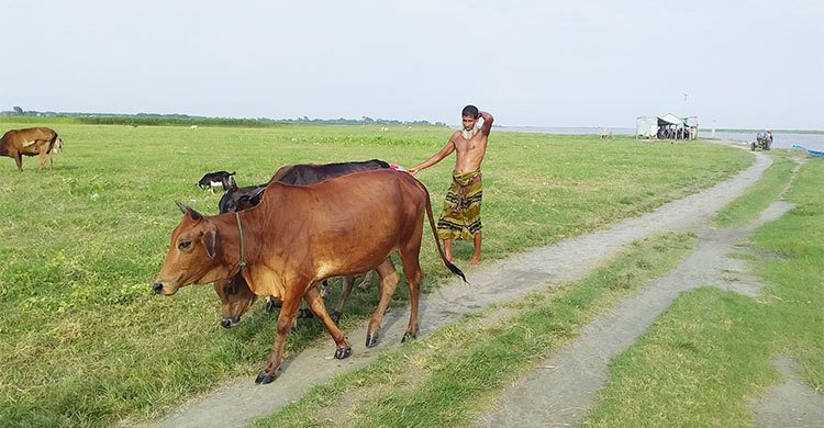 গবাদি পশুতেই স্বপ্নপূরণ চরবাসীর