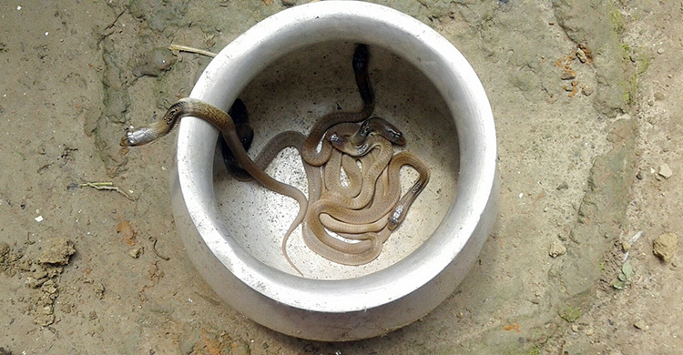 ১৩টি গোখরা সাপের বাচ্চা উদ্ধার
