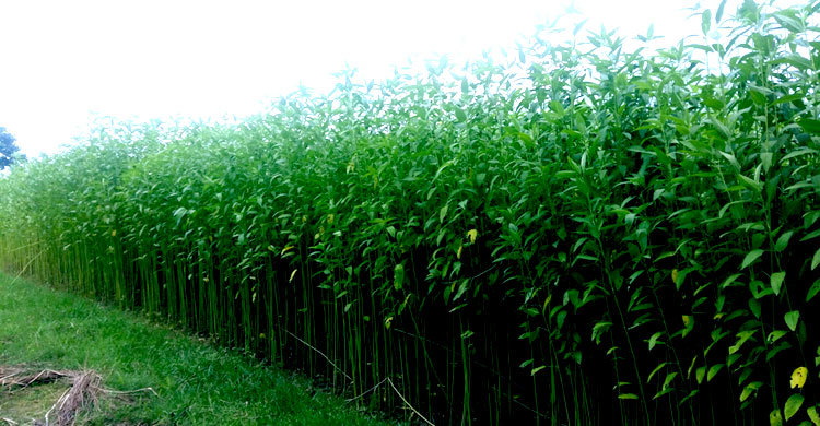 সোনালি স্বপ্নের দ্বারপ্রান্তে কৃষকের পাট