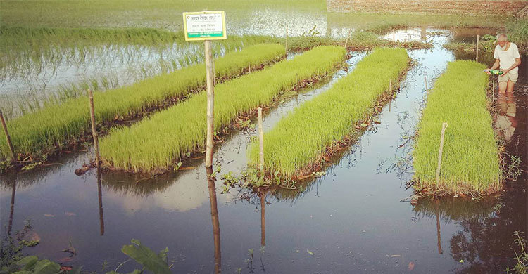 ফেনীতে জনপ্রিয় হয়ে উঠছে ভাসমান বীজতলা