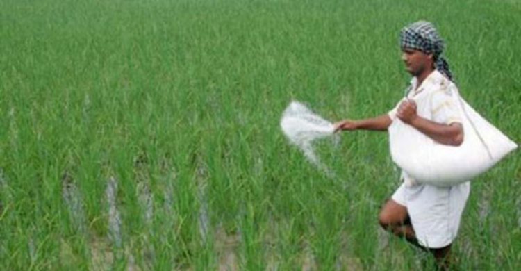 সার সঙ্কটে কুয়াকাটার কৃষকরা