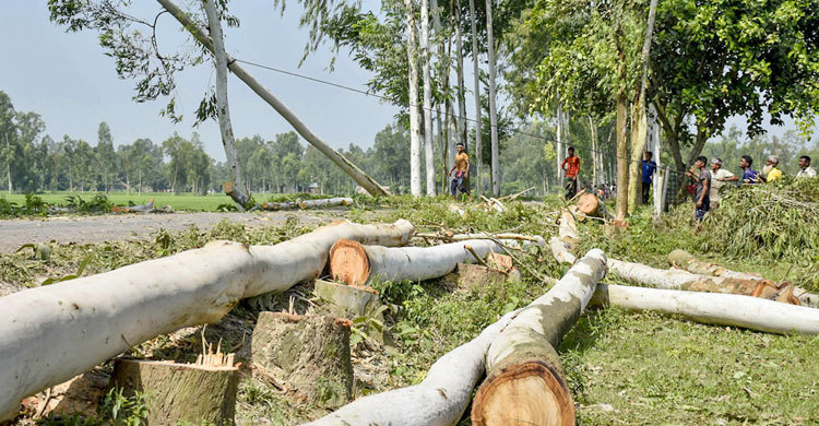 সামাজিক বনায়নের কোটি টাকার গাছ ১৫ লাখ টাকায় বিক্রি
