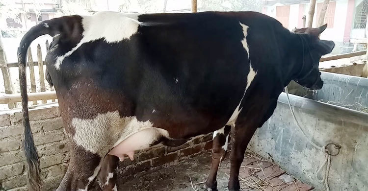 টাঙ্গাইলে অ্যানথ্রাক্স রোগে ২ গাভির মৃত্যু