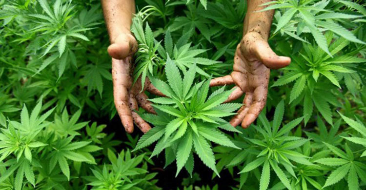 পবিত্র সাত গাছের তালিকায় গাঁজা