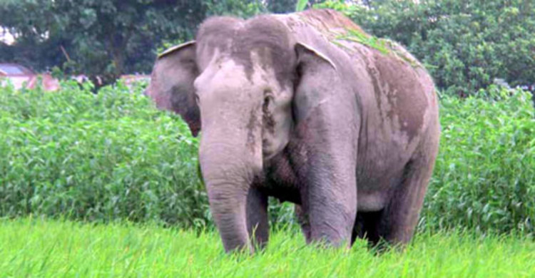 চকরিয়ায় বন্য হাতির আক্রমণে শিশুর মৃত্যু