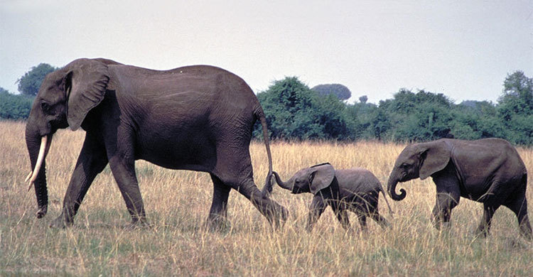 পোষ্য হাতির আতঙ্ক