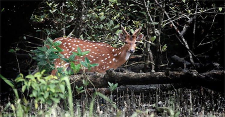 সুন্দরবনে অস্ত্র ও হরিণসহ দুই শিকারি আটক